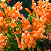 Flaming Trumpet Vine (Pyrostegia Venusta) Creeper/Climber Flowering / Ornamental Live Plant (H&G)