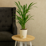 Areca Palm (Dypsis lutescens) | Air Purifying Natural Live Plant in Self Watering Pot | Indoor Outdoor Plant for Home & Office Décor (Pot Colour May Vary)