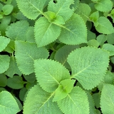 Karinchalli / Coleus (Coleus aromaticus / Plectranthus amboinicus) Live Plant(Home & Garden)