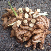 White Koova / East Indian Arrowroot / Tavakshira Tikhur Rhizome (Curcuma Angustifolia)