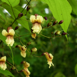 Padapairi (Stereospermum suaveolens) Live Medicinal Plant (Home & Garden)