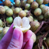 White Rambai (Baccaurea Motleyana) Seedling Fruit Plant (Home & Garden Plants)
