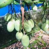 Olor Mango Live Plant | Aroor Olor/Olore Mango (Mangifera indica) Fruit Live Plant (Home & Garden)
