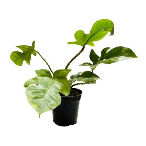 hairy philodendron Philodendron Squamiferum / Hairy Philodendron