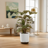 Calathea Makoyana | Peacock Plant in 7 Inch Self-Watering Pot | Live Decorative Foliage Plant | Ideal for Home, Living Room & Office Décor (Pot Colour May Vary On Availability)