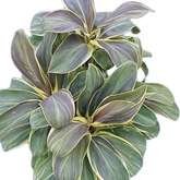 Dracaena Fruticosa(Cordyline fruticosa) (Home & Garden)