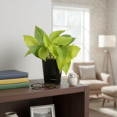 Golden Money Plant, Golden Pothos (Epipremnum Aureum) In Self-watering Pot | Live Indoor Plant for Positive Vibes | Air-Purifying & Decorative Plant for Home and Office (Pot Colour May Vary)