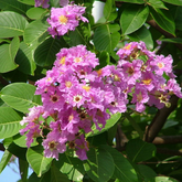 Lagerstroemia speciosa |Pride of India(Avenue Tree) Live Plant (Home & Garden)