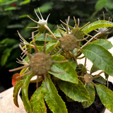 Dorstinia Vernia Live Plant (Home & Garden)