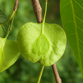 Holoptelea Integrifolea Medicinal Live Plant (Home & Garden)