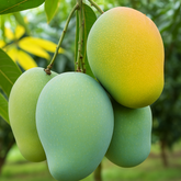 Kalluketty Mango (Grafted) (Mangifera indica) Fruit Live Plant (Home & Garden)