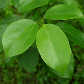 Thottea Siligurensis Medicinal Live Plant (Home & Garden)