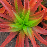 Aloe Cameronii (Red Aloe) Live Plant (Home & Garden)