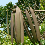 Palakayani (Oroxylum indicum) Live Medicinal Plant (Home & Garden)