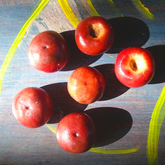 Red Nance Fruit (Byrsonima Crassifolia) Seedling Fruit Plant (Home & Garden Plants)