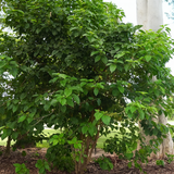 Muzhu (Premna serratifolia) Live Medicinal Plant (Home & Garden)
