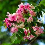 Cassia Javanica / Pink Shower (Avenue Tree) Live Plant (Home & Garden)