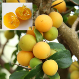 Kei Apple (Dovyalis caffra) Seedling Fruit Plant (Home & Garden Plants)