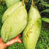 Brunei King Mango (Mangifera indica) |Large-Fruit Tropical Mango Variety | Live Plant (Home & Garden)