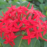 Malaysian Ixora(Ixora siamensis) Live Plant (Home & Garden)