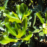 Birth Star : Pooruruttathi|Purva Badrapada|Purva Proshtapada (Plant: Thembavu-Gluta Travancorica) (H&G)