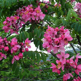 Cassia Nodosa (Pink Konna) Live Plant(Home & Garden)