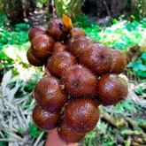 Honey Salak Fruit (Salacca Edulis) Seedling Fruit Plant (Home & Garden Plants)