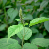 Navagraha: Budhan (Plant: Kadaladi (Achyranthes aspera) Live Plant (Home & Garden)