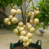 Longan White Fruit / Dragon's Eye (Dimocarpus longan)White Fruit Live Plant (Home & Garden)