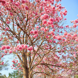 Tabebuia rosea|Tabebuia rosea(Avenue Tree) Live Plant (Home & Garden)