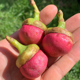 Engkala Fruit (Litsea Garciae) Seedling Fruit Plant (Home & Garden Plants)