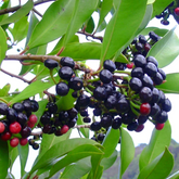 Coralberry Fruit (Ardisia Elliptica) Seedling Fruit Plant (Home & Garden Plants)