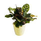 Calathea Makoyana - Live Plant (Home & Garden)