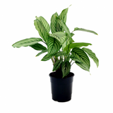 Calathea Vitata - Live Plant (H&G)