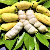 Guama Ice Cream Bean (Inga laurina) Seedling Fruit Plant (Home & Garden Plants)