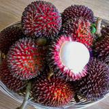 Pulasan Fruit / Philosan (Nephelium mutabile)Grafted Fruit Live Plant (Home & Garden)