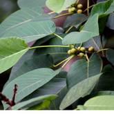 Kallal (Ficus Delhousie) Live Plant(Home & Garden)