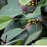 Kallal (Ficus Delhousie) Live Plant(Home & Garden)