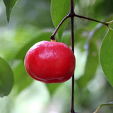 Lanceleaf Garcinia (Garcinia gracilis) Seedling Fruit Plant (Home & Garden Plants)