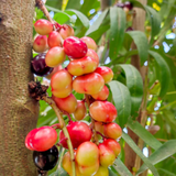 Chamaliang Fruit (Lepisanthes Fruticosa) Seedling Fruit Plant (Home & Garden Plants)