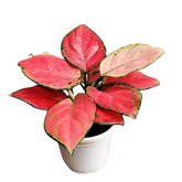 Aglaonema Diamond Red (Aglaonema modestum)Live Plant (Home & Garden)