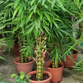 Buddha Bamboo(Bambusa ventricosa)Live Plant (Home & Garden)