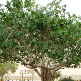 Peral / Banyan Tree (Ficus Benghalensis) Live plant (Home & Garden)
