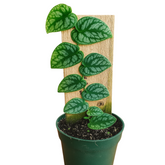 Monstera Dubia Plant Live Plant(Home & Garden)