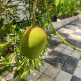Nasik Pasand / Nashik Pasanth Mango (Mangifera indica) Live Plant (Home & Garden)