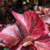 Acalypha Red Plant (Home & Garden)