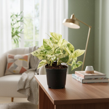 Marble Queen Money Plant (Epipremnum aureum ‘Marble Queen’) In 4 Inch Pot | Indoor Air-Purifying Decorative Live Plant For Home & Office