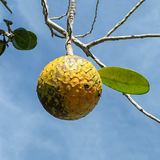 Beach Sugar Apple (Annona Salzmannii) Seedling Fruit Plant (Home & Garden Plants)
