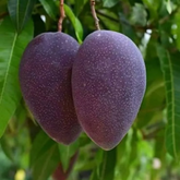 Black Kasthuri Mango Grafted (Mangifera casturi) Fruit Live Plant (Home & Garden)