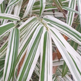 White Bamboo ( Bambusa chungii) Live Plant (Home & Garden)